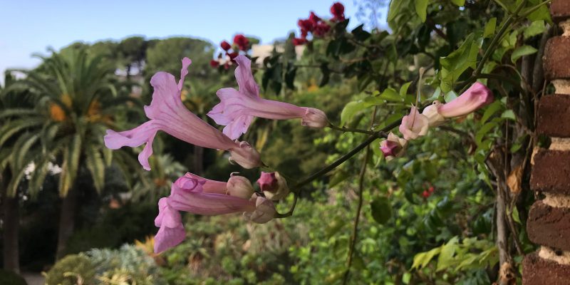 podranea-Ricasoliana-800×400
